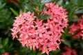 Ixora chinensis lamk in the morning.