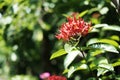 Ixora chinensis lamk or Red West Indian Jasmine flower