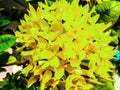 Ixora chinensis Lamk. Ixora spp