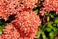 Ixora chinensis Lamk, Ixora spp or Zephyranthes or West Indian Jasmine Royalty Free Stock Photo