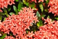 Ixora chinensis Lamk, Ixora spp or Zephyranthes or West Indian Jasmine Royalty Free Stock Photo