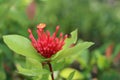 Ixora chinensis