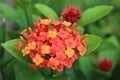 Ixora chinensis Royalty Free Stock Photo