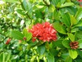 Ixora chinensis in prett bloom Royalty Free Stock Photo