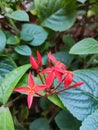 Ixora Chinesis or Bunga Soka & x28;Indonesia& x29; Royalty Free Stock Photo