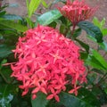 Ixora coccine, it is a common flower in India Royalty Free Stock Photo