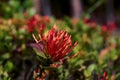 Ixora coccinea also known as jungle geranium, flame of the woods or jungle flame is a species of flowering plant