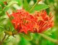 Ixora coccinea, Bright red indian ixora jasmine