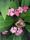 Ixora coccinea