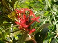 Scarlet or red flower of west indian jasmine plant, the tubular flowers grow in dense rounded clusters.