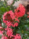 Ixora coccinea famili Rubiaceae Royalty Free Stock Photo