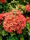 Ixora coccinea flower in the garden photo Royalty Free Stock Photo