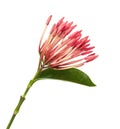 Ixora coccinea flower, Pink ixora with leaves isolated on white background