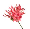 Ixora coccinea flower, Pink ixora with leaves isolated on white background