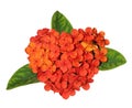 Ixora coccinea Flower