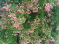 Ixora coccinea Royalty Free Stock Photo