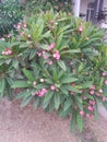 Ixora coccinea