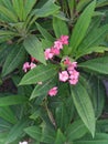 Ixora coccinea Royalty Free Stock Photo