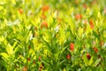 Ixora coccinea leaves