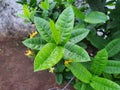 Ixora Coccinea leaves with Yellow Flowers