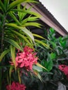 Ixora coccinea - an ornamental plant that often blooms - earned the nickname West indian jasmine