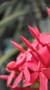 Red Ixora coccinea - an ornamental plant that often blooms - earned the nickname West indian jasmine