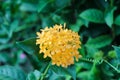 Ixora coccinea or Rongon is a dense multi-branching evergreen shrub yellow flower