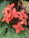 Ixora Coccinea it is looking Beautiful.