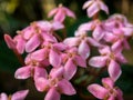 Lxora coccinea flower