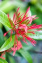 Ixora coccinea tropical flower, Red ixora flower Royalty Free Stock Photo