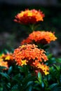 Ixora coccinea tropical flower Trinidad and Tobago gardening