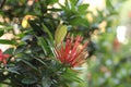 Vibrant Red Ixora Coccinea Flowers in Full Bloom Royalty Free Stock Photo