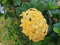 Ixora coccinea Yellow flower