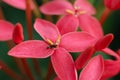 Ixora flower with ant Royalty Free Stock Photo