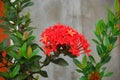 The ixora flower are blooming