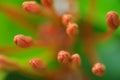 Ixora flower buds macro
