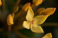 Ixora flower closeup shot