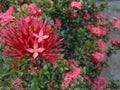 Ixora flower in the garden - closeup