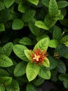 Ixora flower with green leaf