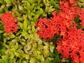 Ixora flower.