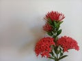 Ixora flower isolated with white background