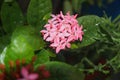 Ixora Pink