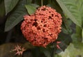 Ixora Flower