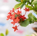 Ixora flower, Rauvolfia serpentine, the red flowers