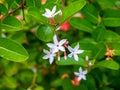 Ixora flower. White spike flower.