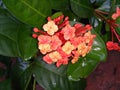 Ixora flowers bloom in red and orange Royalty Free Stock Photo