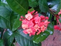 Ixora flowers bloom in red and orange Royalty Free Stock Photo