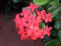 Ixora flowers bloom in red Royalty Free Stock Photo