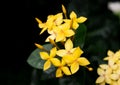Ixora flowers lutes beautiful yellowish flowers
