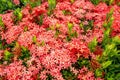 Ixora flowers, Rubiaceae flower, Ixora coccinea  Red Rubiaceae flower, Red flower spike Royalty Free Stock Photo